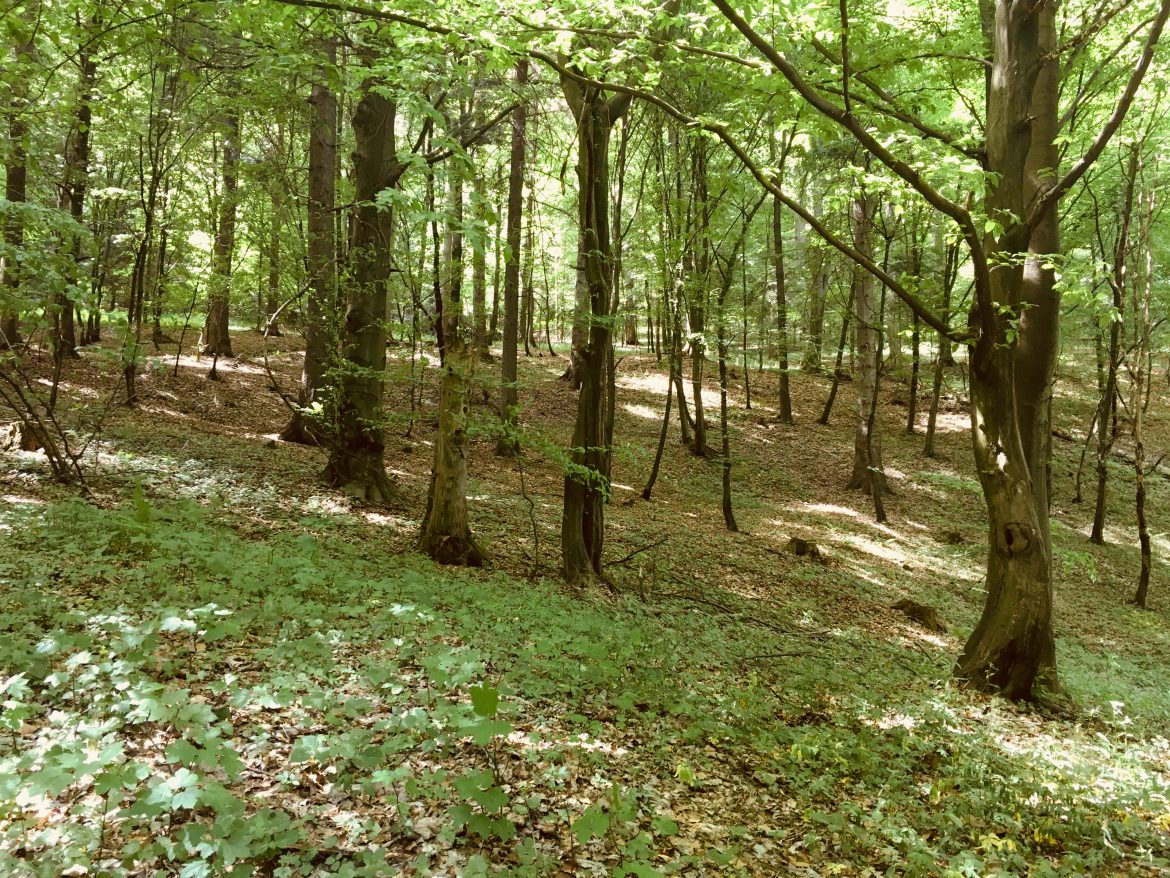 Korona Pogórzy: Pogórze Strzyżowskie – Bardo