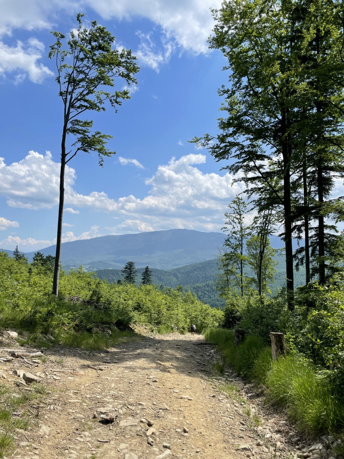 Jałowiec w Beskidzie Żywieckim